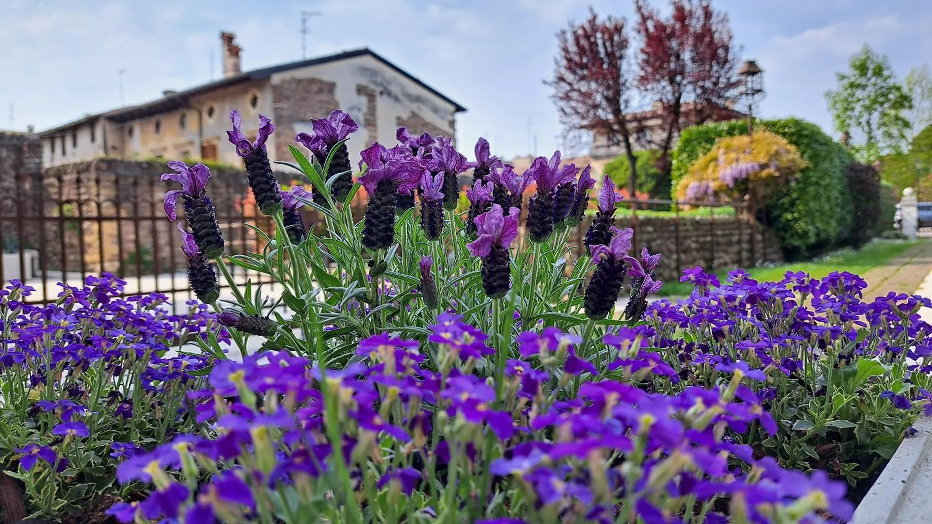 Corte Violeti La Resela 佩斯坎蒂那